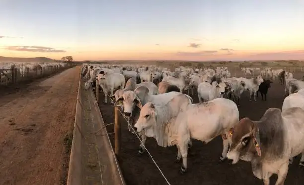 Photo of feedlot intensive production system beef cattle