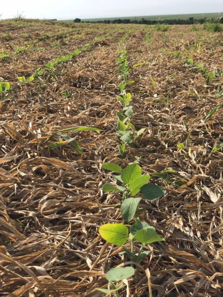 istock soybean plantation on no-tillage system 1490200544