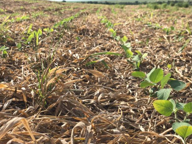 istock soybean plantation on no-tillage system 1490200548