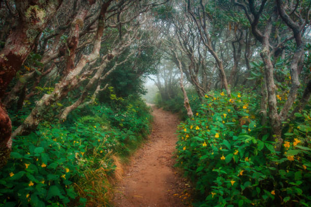 The Craggy Gardens Trail Opening stock photo