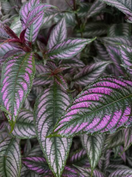 istock Ornamental plant with unique leaf color 1490202205