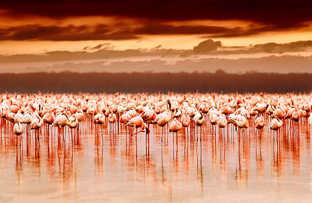 African flamingos on sunset