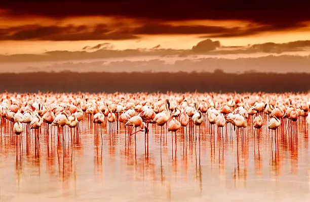 Photo of African flamingos on sunset