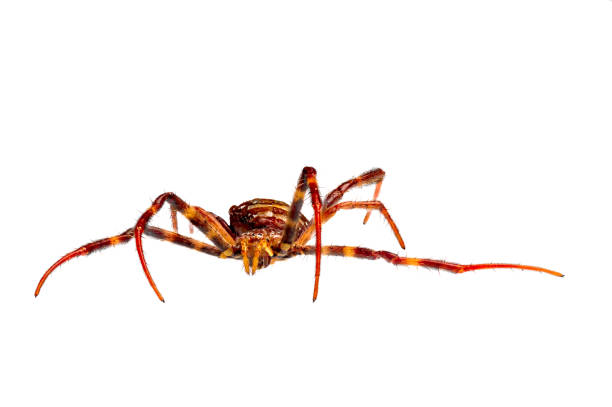 istock A spider has a combination of brown and orange colors 1490203908