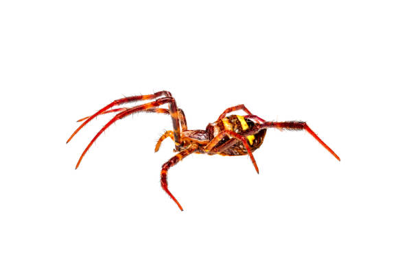 istock A spider has a combination of brown and orange colors 1490203914