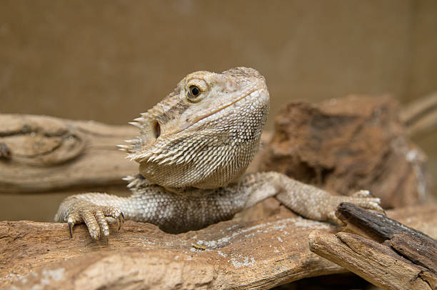 istock Head closeup of Central Bearded Dragon 149020424
