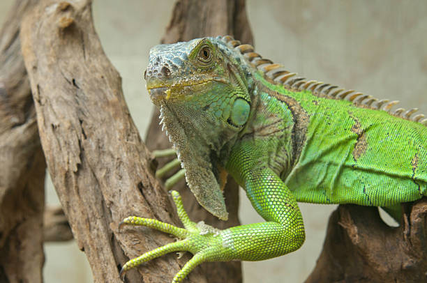 istock Green iguana in terrarium 149020425
