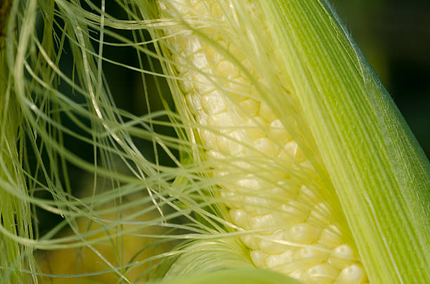 Corn stock photo