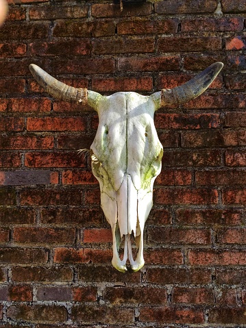 Cow skulls are used as wall ornaments