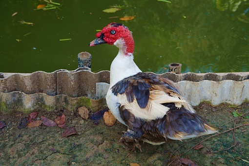 domestic muscovy duck that is on the edge of a pond in captivity
