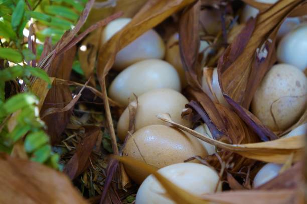 istock Helmeted guinea fowl eggs 1490207944