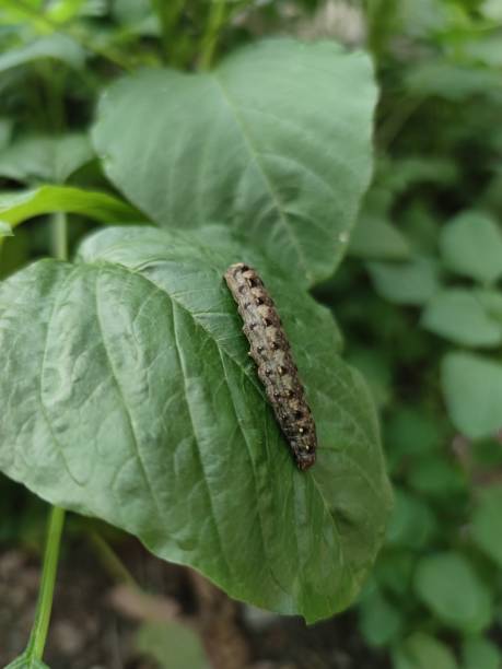 istock brown caterpillar on a green leaf 1490208688