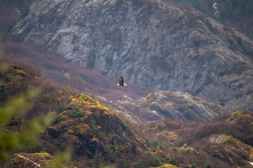 A majestic bald eagle soaring through the sky above a majestic mountain landscape
