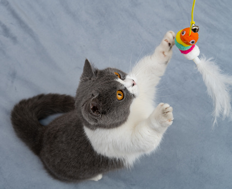 top view british shorthair cat trying to catch a toy worm