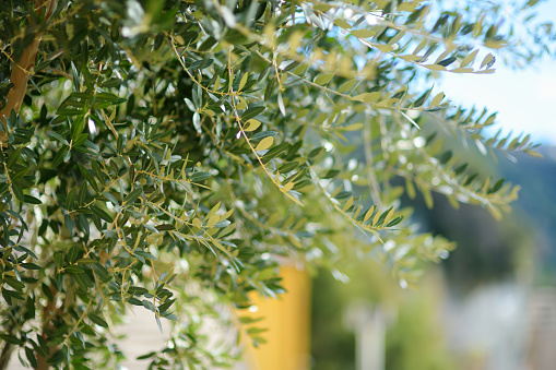 Close-up of beautiful olive tree branches on beautiful sunny day