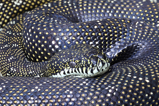 Python, Reptile, Snake,Animal Wildlife, Animals In The Wild