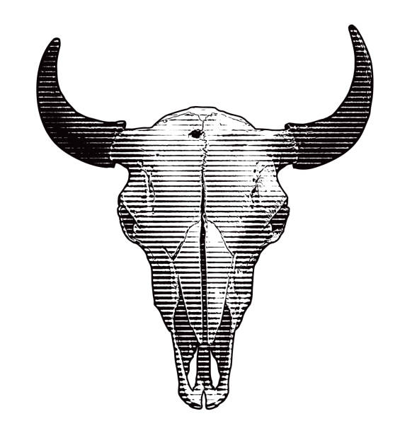 illustrations, cliparts, dessins animés et icônes de tête de mort et cornes de bouvillon - animal skull horned wild west skull