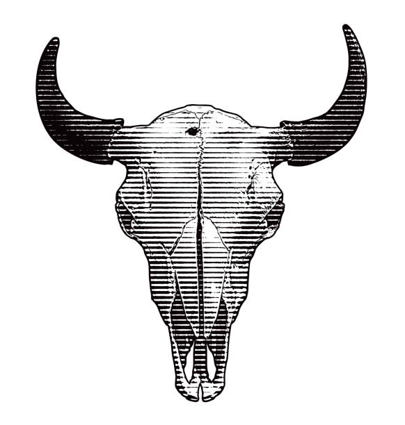 steruj czaszką i rogami - horned death dead texas longhorn cattle stock illustrations