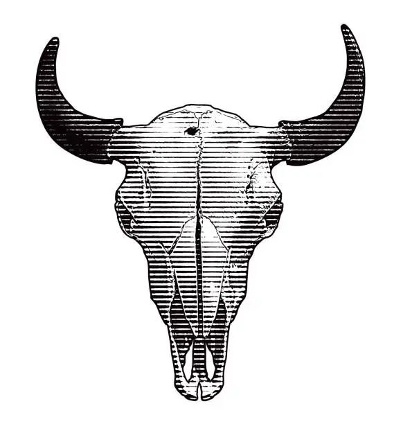 Vector illustration of Steer Skull and horns