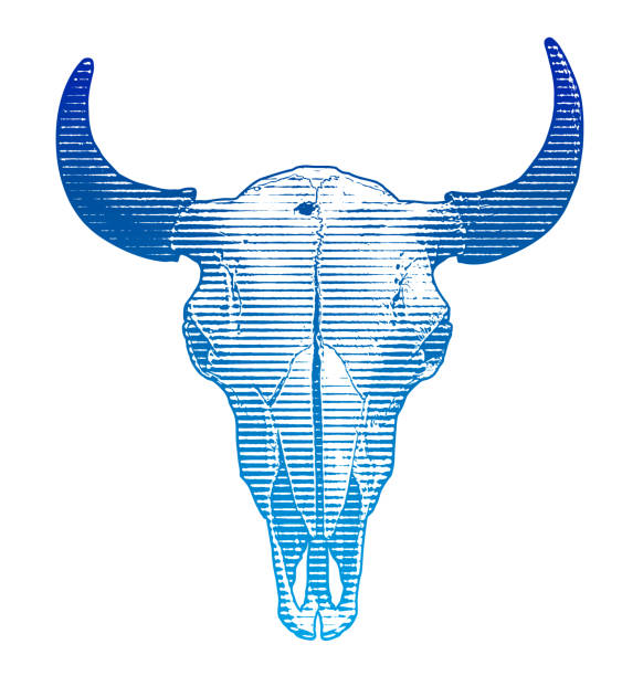 steruj czaszką i rogami - horned death dead texas longhorn cattle stock illustrations