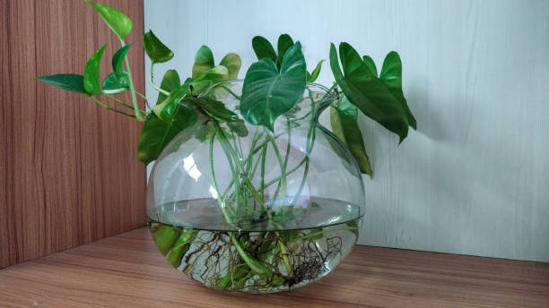 Anubias barteri Water plants inside a bowl for indoor decoration and green aquatic plant stock pictures, royalty-free photos & images