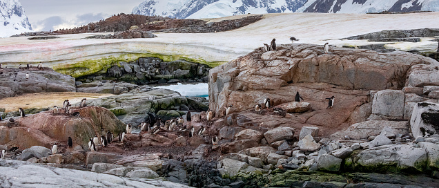 Gentoo Penguins in Antarctica with chicks, isolated, in groups, and surfing