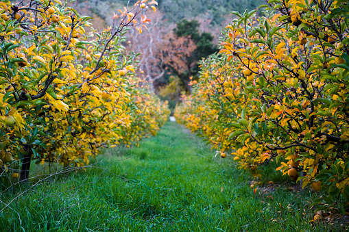 Blooming golden apple trees in the middle of an apple orchard lined with bright green grass.