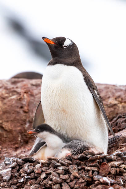 istock Gentoo Penguins in Antarctica 1490216561