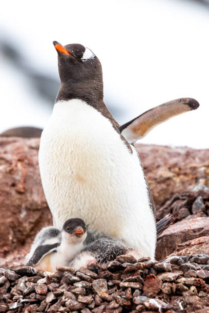 istock Gentoo Penguins in Antarctica 1490216583