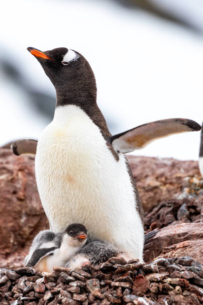istock Gentoo Penguins in Antarctica 1490216595