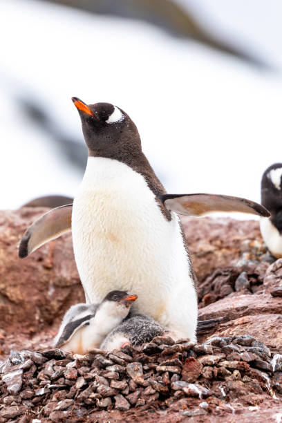 istock Gentoo Penguins in Antarctica 1490216617