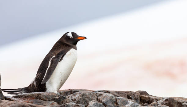 istock Gentoo Penguins in Antarctica 1490216633
