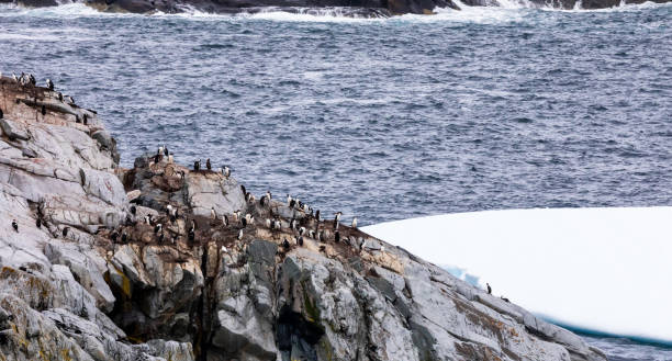 istock Gentoo Penguins in Antarctica 1490216882