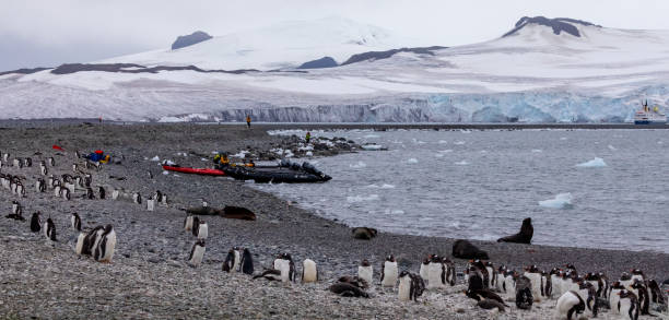 istock Gentoo Penguins in Antarctica 1490218356
