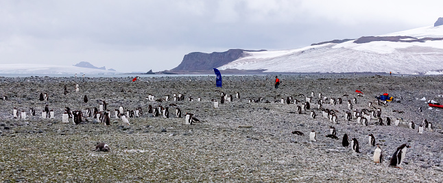 Gentoo penguins colony on the coastline of Antarctic Peninsula. High quality photo