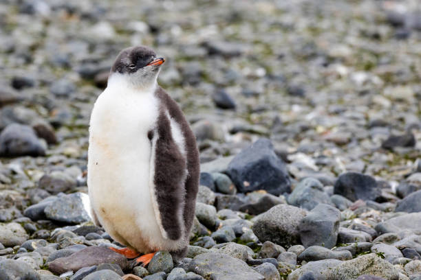 istock Gentoo Penguins in Antarctica 1490219097