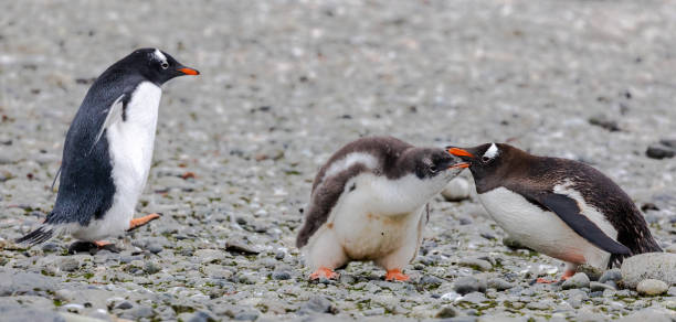 istock Gentoo Penguins in Antarctica 1490219857