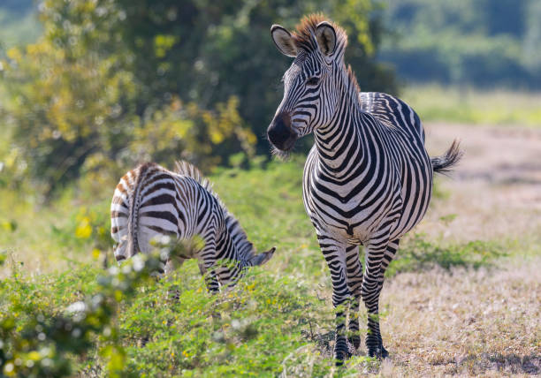gros plan d’un zèbre debout avec un poulain dans l’habitat naturel africain - zebra africa wildlife nature photos et images de collection