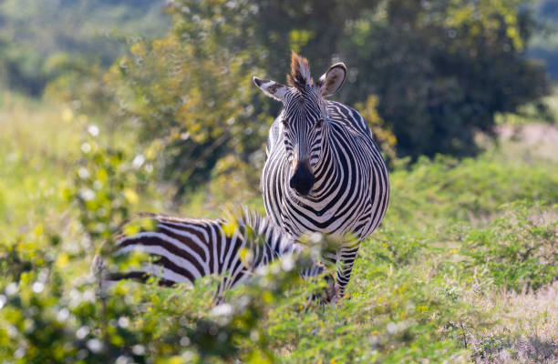 gros plan d’un zèbre debout avec un poulain dans l’habitat naturel africain - zebra africa wildlife nature photos et images de collection