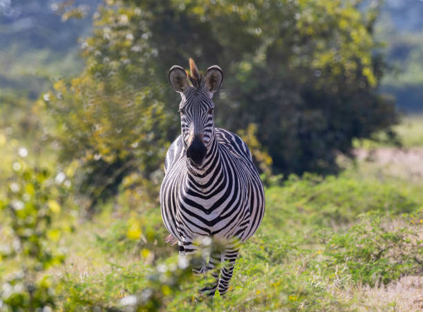 gros plan d’un zèbre debout dans un habitat naturel africain - zebra africa wildlife nature photos et images de collection