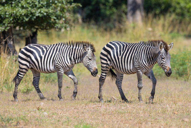 deux zèbres paissant pour se nourrir dans l’habitat naturel africain - zebra africa wildlife nature photos et images de collection