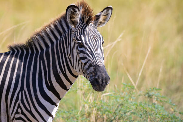 gros plan d’un zèbre isolé dans un habitat naturel africain - zebra africa wildlife nature photos et images de collection