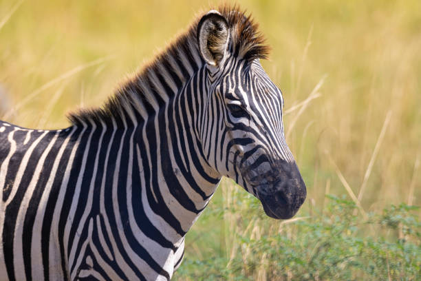 gros plan d’un zèbre isolé dans un habitat naturel africain - zebra africa wildlife nature photos et images de collection