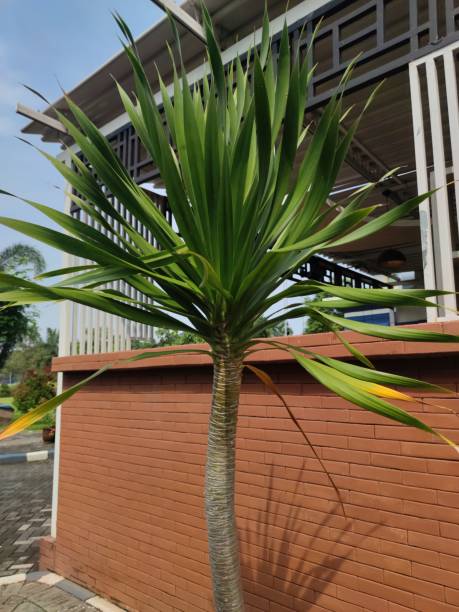 istock nameless tree and alone in the office yard 1490223224