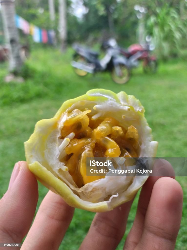 Buah Markisa or Passion Fruit In Indonesia called Markisa Agriculture Stock Photo