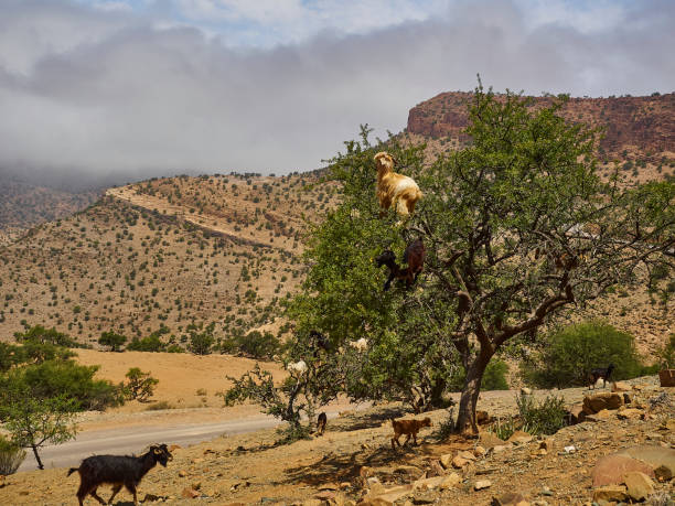アルガンオイルの木に立って登るヤギ。 - image branch leaf fruit ストックフォトと画像