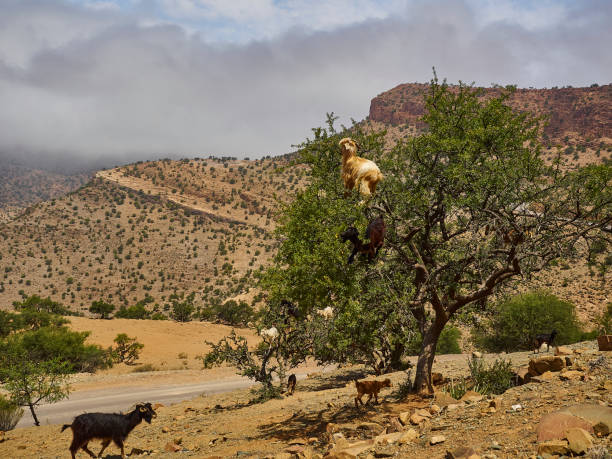 istock goats standing and climbing in a argan oil tree. 1490228629