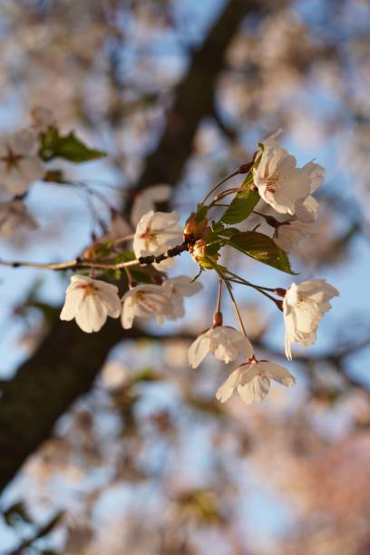 istock Tree branch with cherry blossoms illuminated by the warm sunlight 1490230119