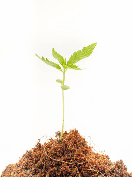 istock A pile of soil with cannabis seedling growth over on a white background 1490231863