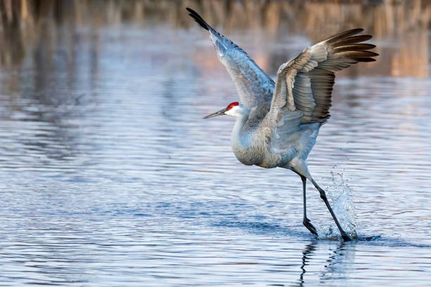 istock sandhill crane dancing in water, Burnaby, British Columbia 1490231949